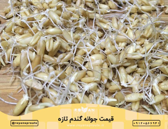 قیمت جوانه گندم