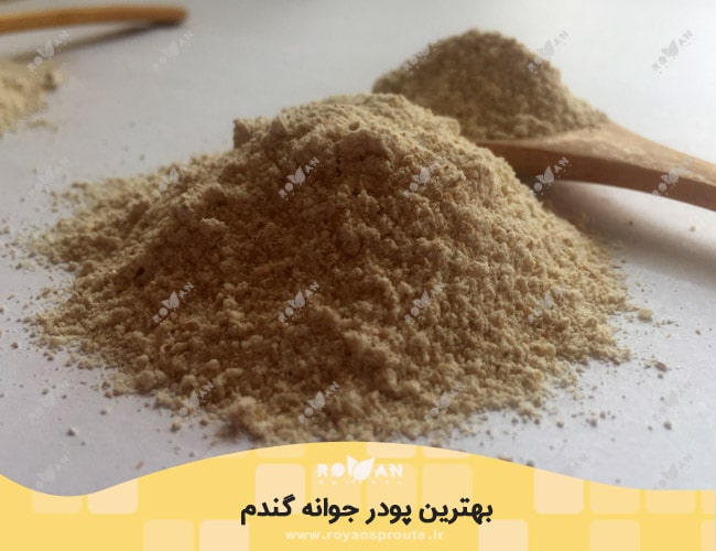 بهترین پودر جوانه گندم